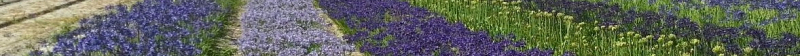 Agapanthus